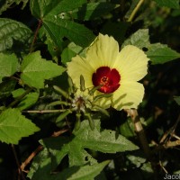 Hibiscus surattensis L.